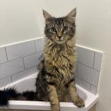 Picture of cat lost at Limoges