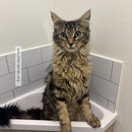 Photo 1/1 Atlas Chat lost in Limoges