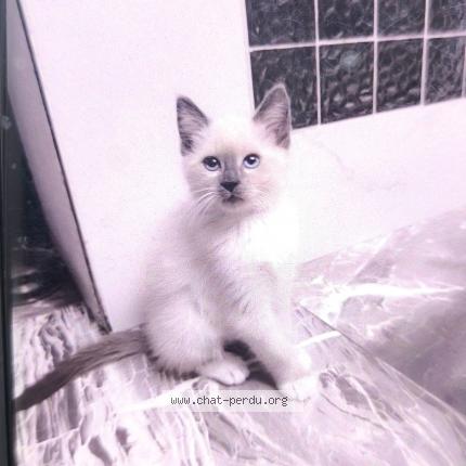 Photo 1/1 Coco Chat lost in Bruxelles