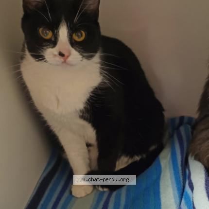 Photo 1/1 Rama Chat lost in Mesnil en vallee