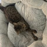 Picture of cat lost at Olivet