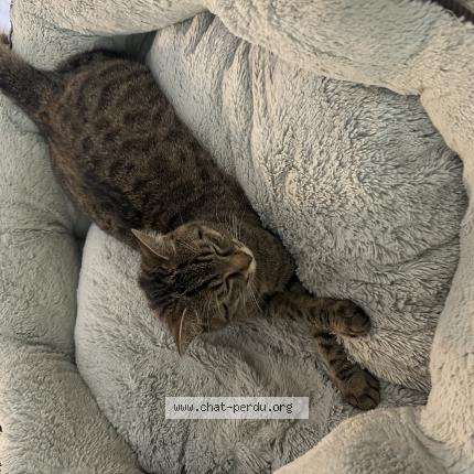 Photo 1/1 Zazou Chat lost in Olivet