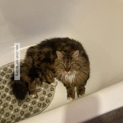 Photo 1/1 Ewok Chat lost in Courcouronnes