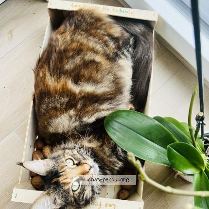 Photo 1/1 Gaïa Chat lost in Annecy le vieux