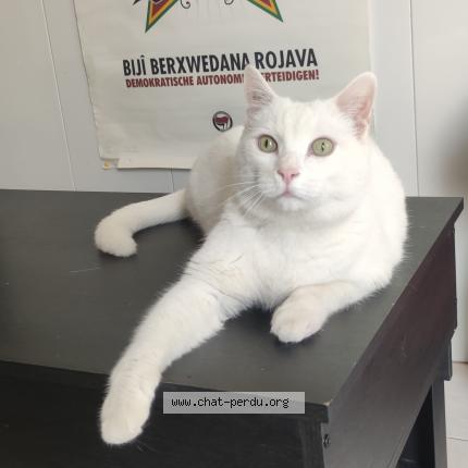 Foto 1/1 Kat teruggevonden Vermist in Bruxelles