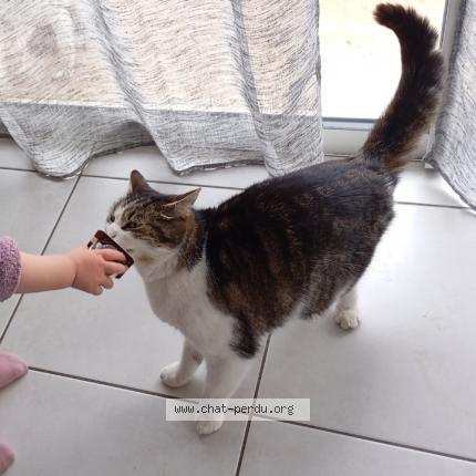 Photo 1/1 Twisty Chat lost in Beny