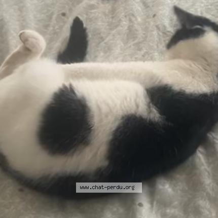 Photo 1/1 Nina Chat lost in Seiches sur le loir