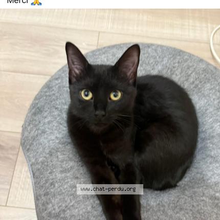 Photo 1/1 Mimi Chat lost in Sacy le grand