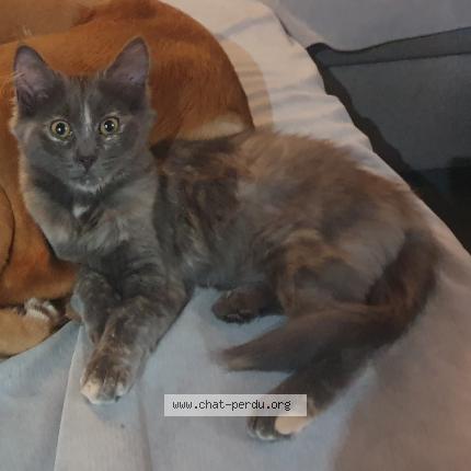 Photo 1/1 Badaboum Chat lost in Presnoy