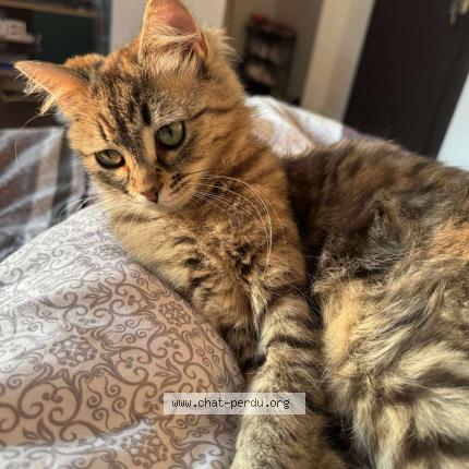 Photo 1/1 Canelle Chat lost in Metz