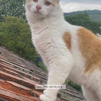 Photo 1/1 Flocon Chat lost in Clermont ferrand