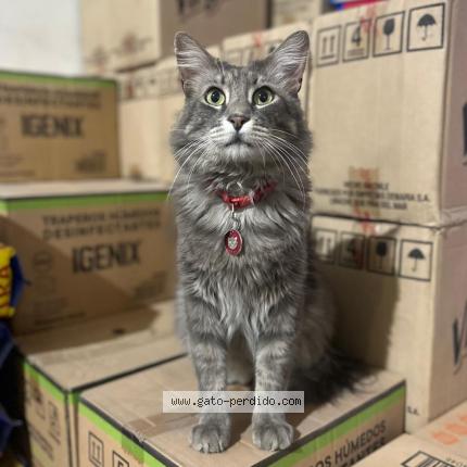 Photo 1/1 Renato Chat lost in Santiago