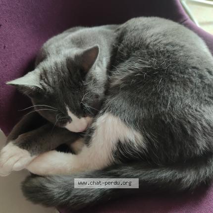 Photo 1/1 Chaussettes Chat lost in Sourribes