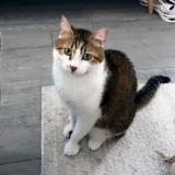 Photo of a cat found in Strassen
