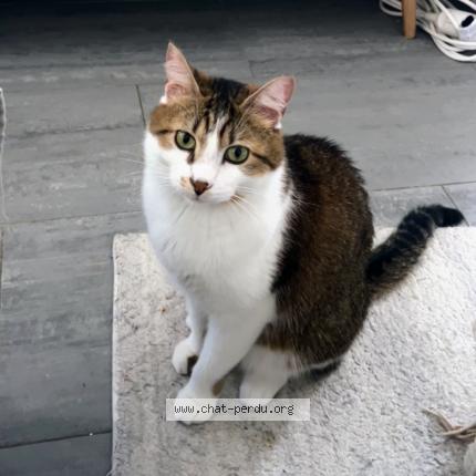 Foto 1/1 Wiedergefundene Katze Verloren in Strassen