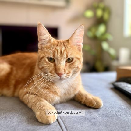 Photo 1/2 Zack Chat lost in Sugnens