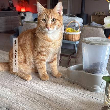 Photo 2/2 Zack Chat lost in Sugnens