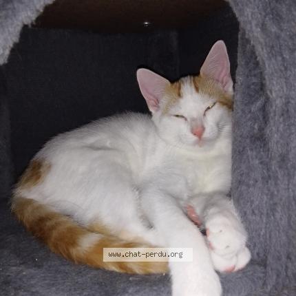 Photo 1/4 Flamby Chat lost in Theix