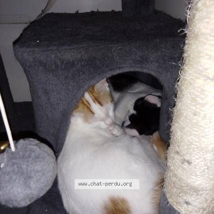 Photo 3/4 Flamby Chat lost in Theix