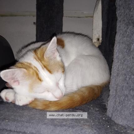 Photo 4/4 Flamby Chat lost in Theix