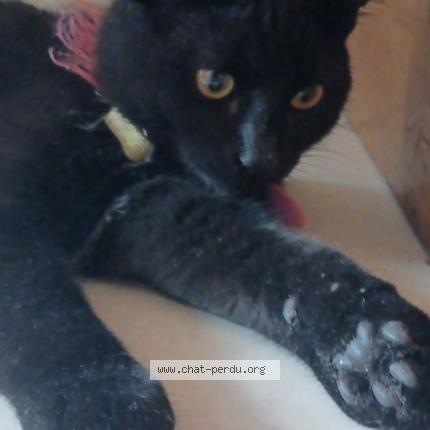 Photo 1/1 Toto Chat lost in Olivet