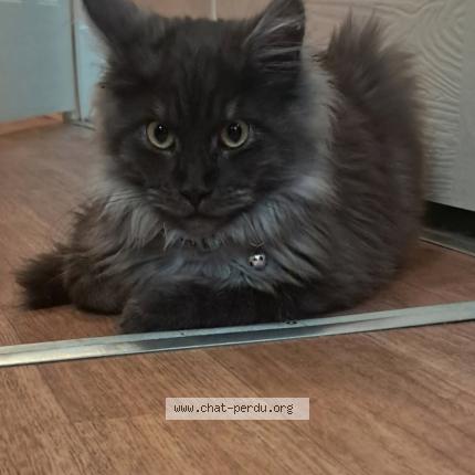 Photo 1/1 Chouki Chat lost in Possesse 51330