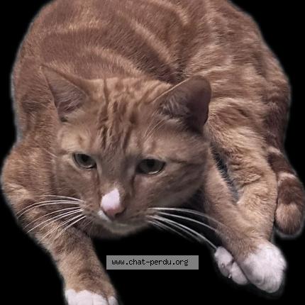 Photo 1/2 Milou Chat lost in Lennik