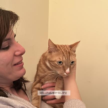 Photo 2/2 Milou Chat lost in Lennik