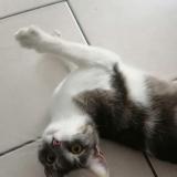 Picture of cat lost at Meaux