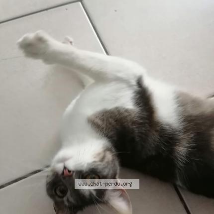 Photo 1/2 Chichi Chat lost in Meaux