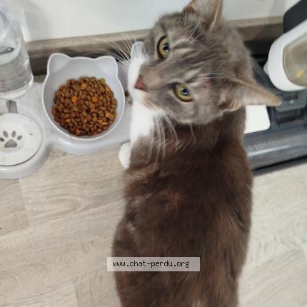 Photo 2/2 Chichi Chat lost in Meaux