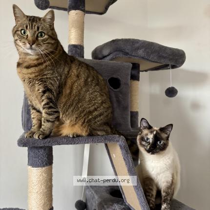 Photo 1/1 Uta Chat lost in Saint germain du bois