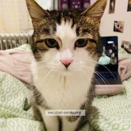 Photo 1/1 Minette Chat lost in Paris