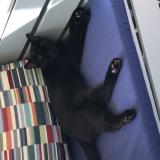 Picture of cat lost at Vensac