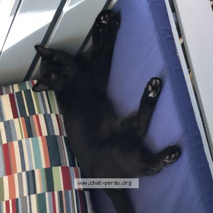 Photo 1/1 Ti’Black Chat lost in Vensac