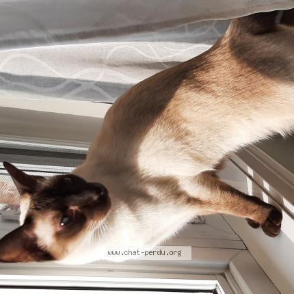 Photo 1/1 elisabeth forgeron Chat lost in Saint hubert