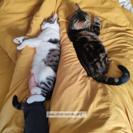 Photo 1/1 Zelko Chat lost in Doue la fontaine