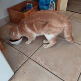 Picture of cat found at Le Mans