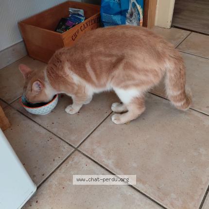 Photo 1/1 Found cat Found in Le mans