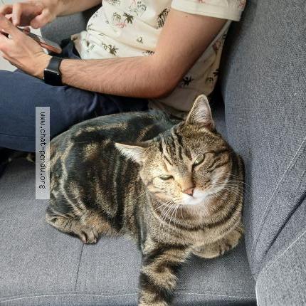 Photo 1/2 Rizoto Chat lost in Nonsard