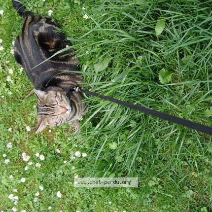 Photo 2/2 Rizoto Chat lost in Nonsard