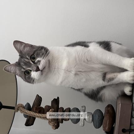 Photo 1/1 minan Chat lost in Rosny sous bois