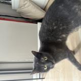 Picture of cat found at Nanterre 92000