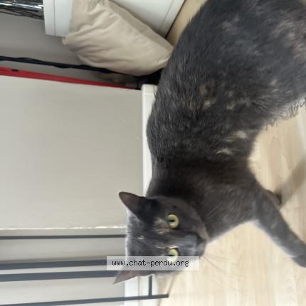 Photo 1/1 Found cat Found in Nanterre 92000