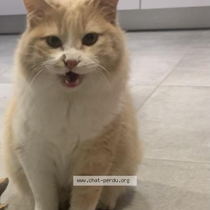 Photo 1/1 caramel Chat lost in Villeneuve les maguelone