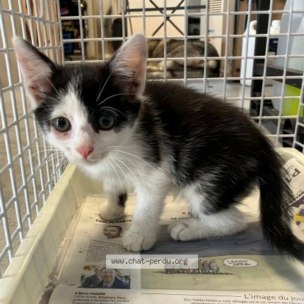 Photo 1/1 Found cat Found in Tourcoing