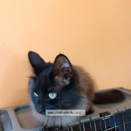 Photo 1/1 Romance Chat lost in Limoges