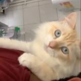 Picture of cat lost at Saint Pere En Retz