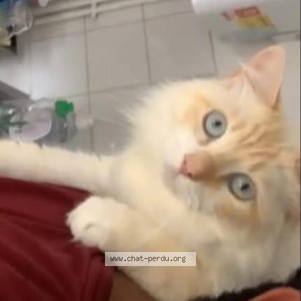 Photo 1/1 Darko Chat lost in Saint pere en retz