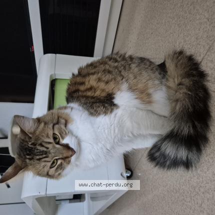 Photo 1/1 Cat reunited Lost in Tarbes